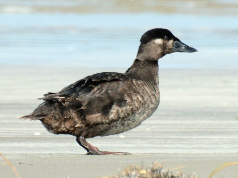 Surf Scoter