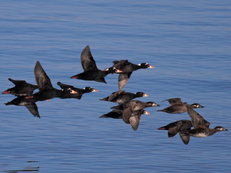 Surf Scoter
