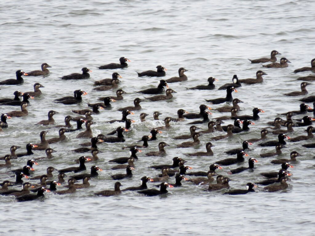 Surf Scoter