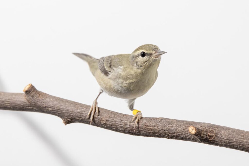 Tennessee Warbler