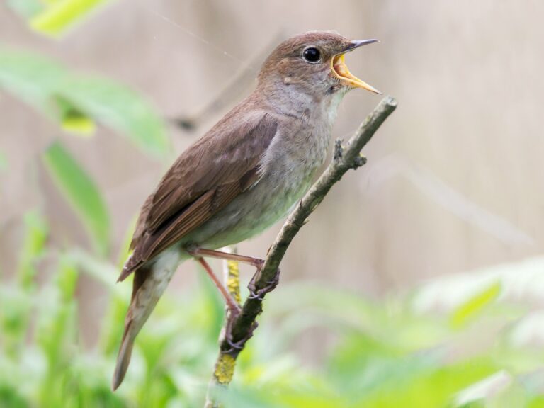 Thrush Nightingale