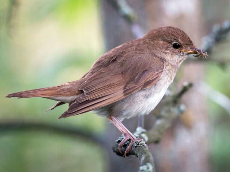 Thrush Nightingale