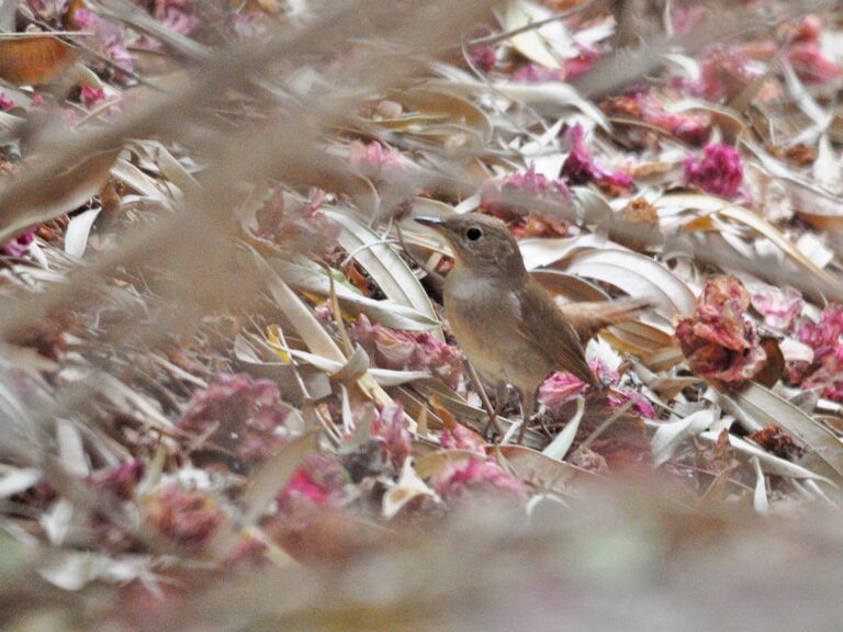 Thrush Nightingale