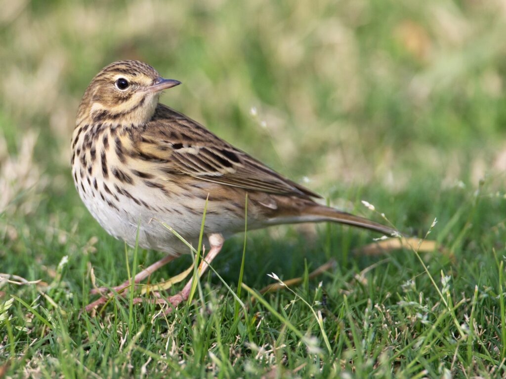 Tree Pipit