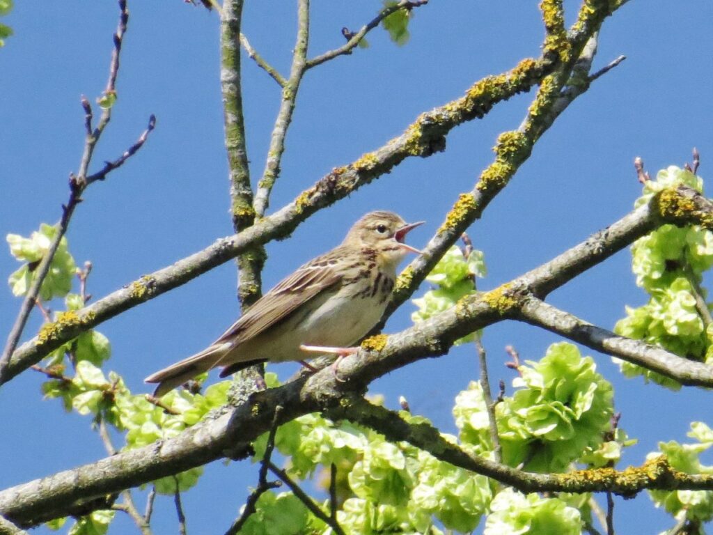Tree Pipit