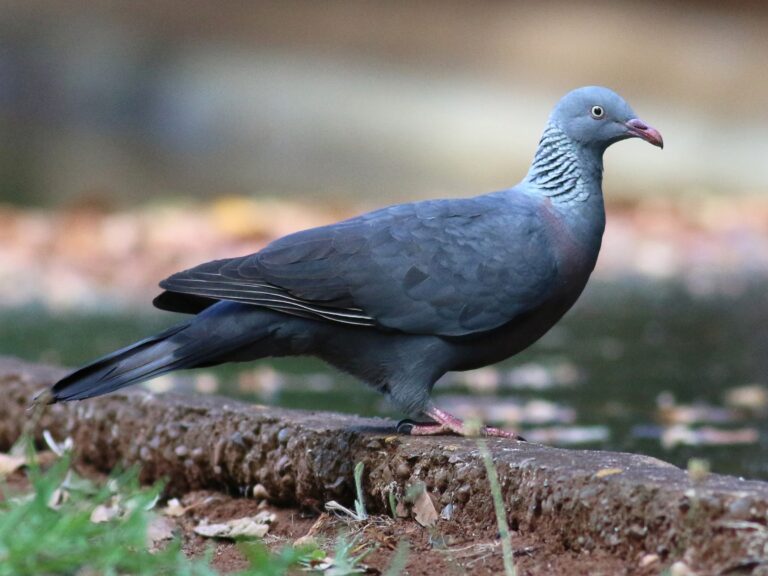 Trocaz Pigeon