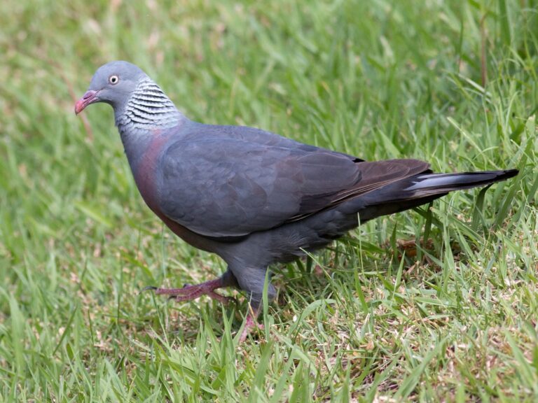 Trocaz Pigeon