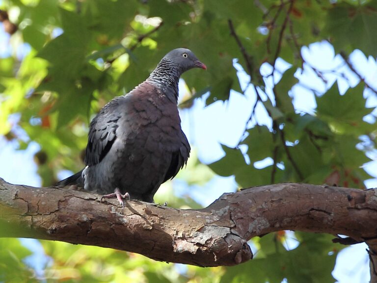 Trocaz Pigeon