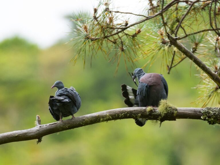 Trocaz Pigeon
