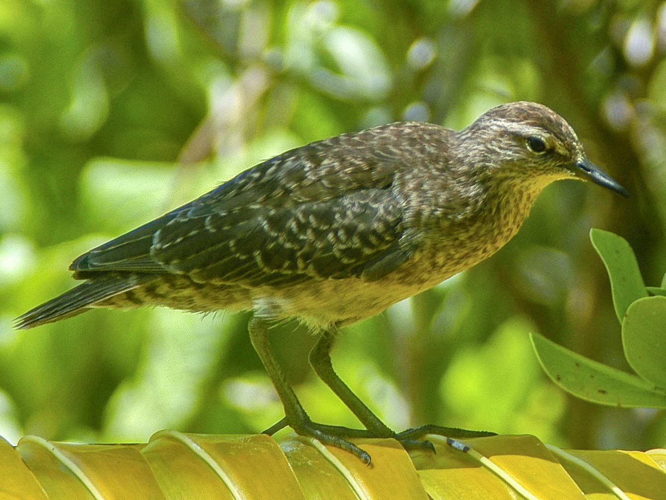 Tuamotu Sandpiper