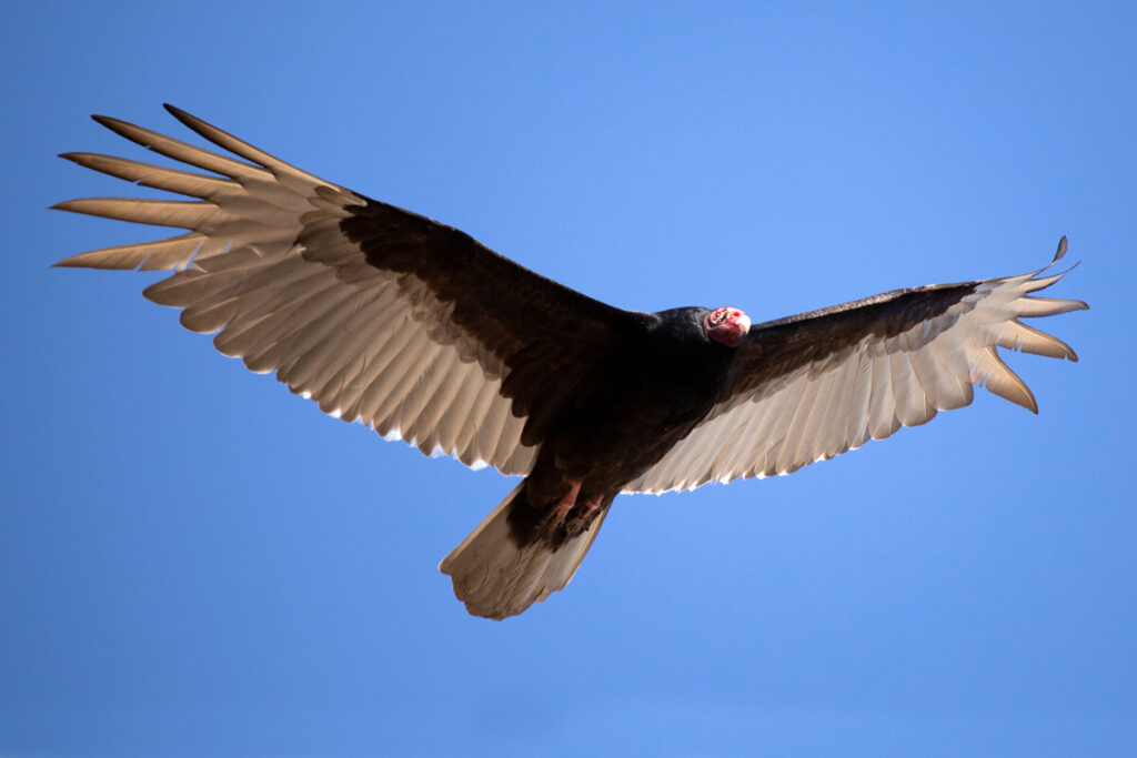 Turkey Vulture