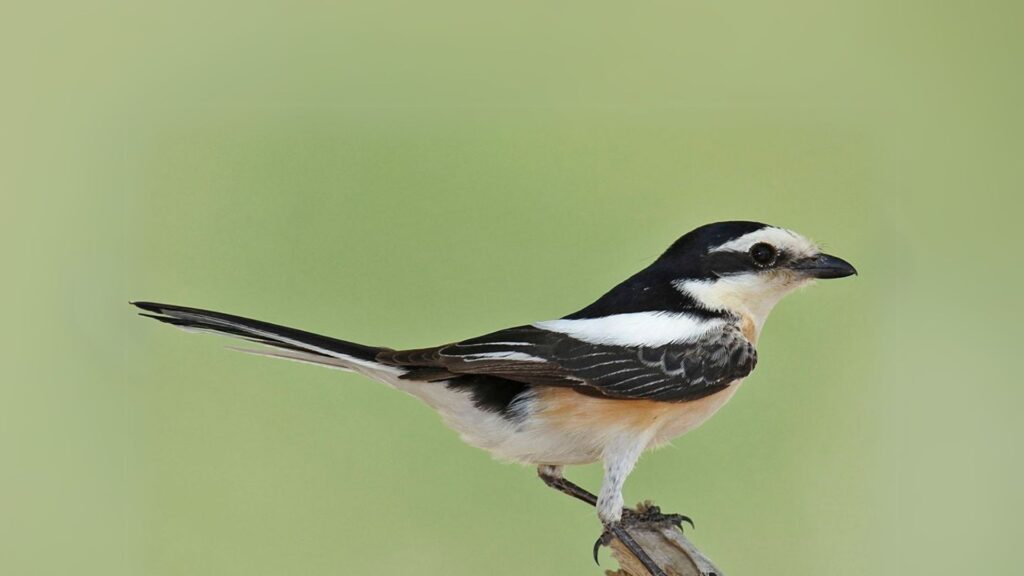 Masked Shrike