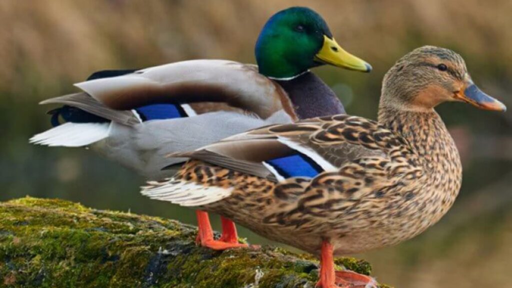 Mallard Duck