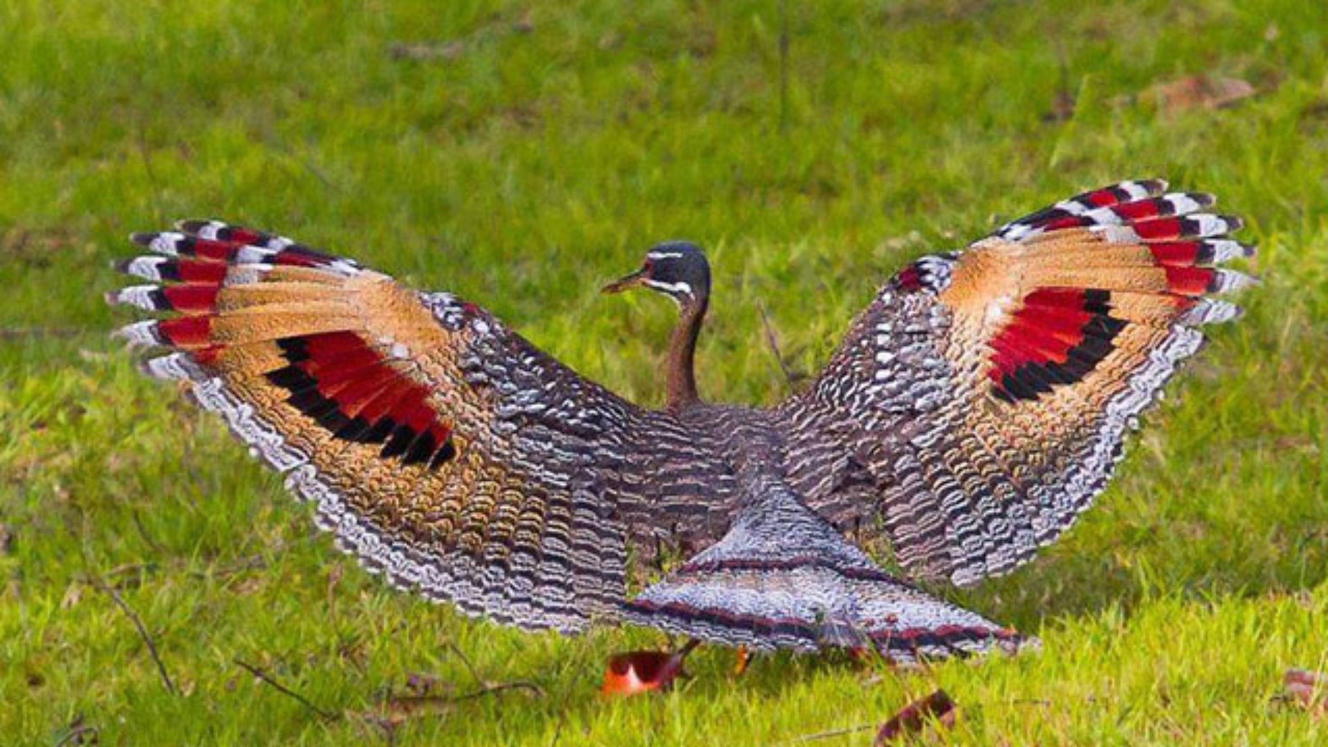 Mallard Duck