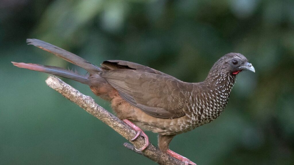 Speckled Chachalaca