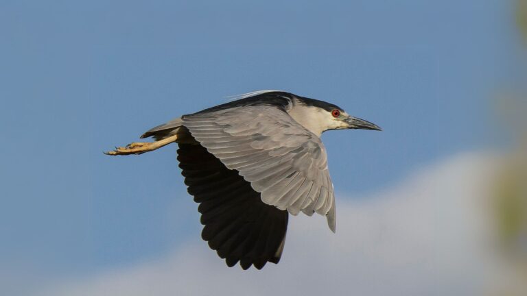 Black-crowned Night Heron
