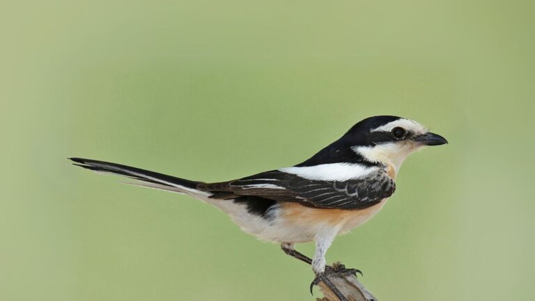 Masked Shrike