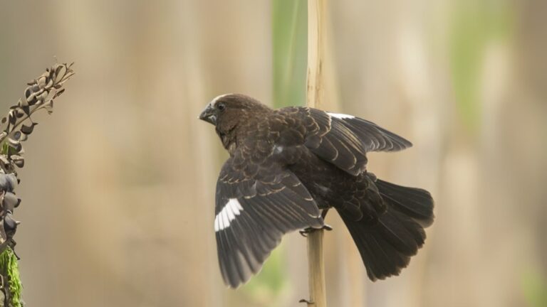 Grosbeak Weaver