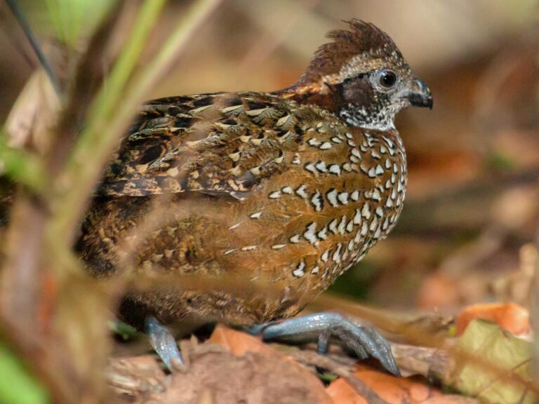 Venezuelan Wood-Quail