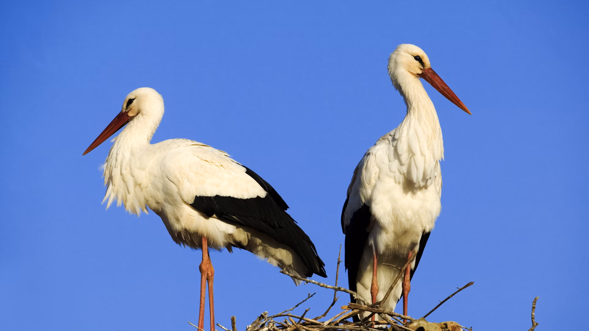 White Stork