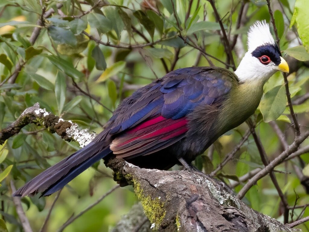 White-crested Turaco