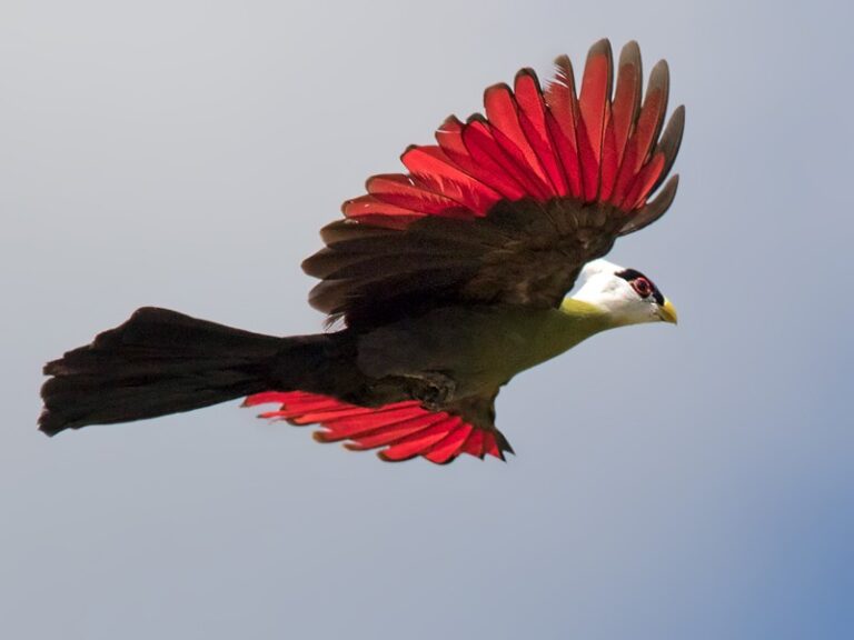 White-crested Turaco