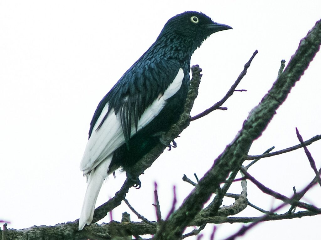 White-tailed Cotinga