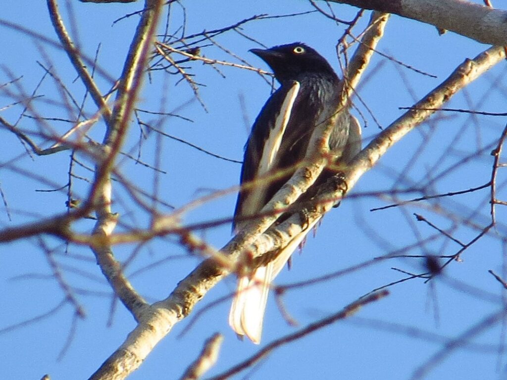 White-tailed Cotinga