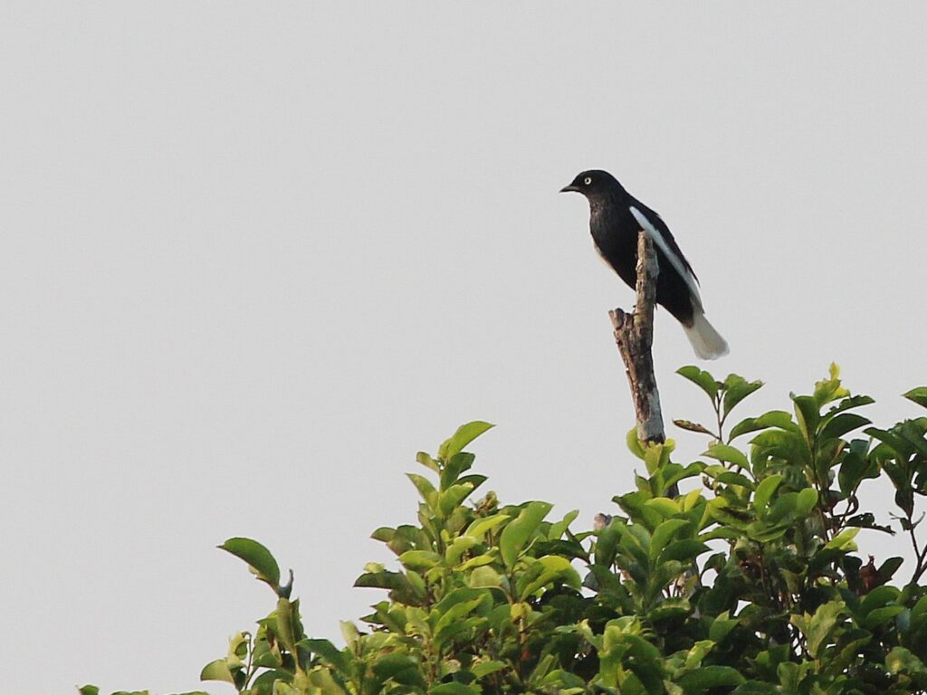 White-tailed Cotinga