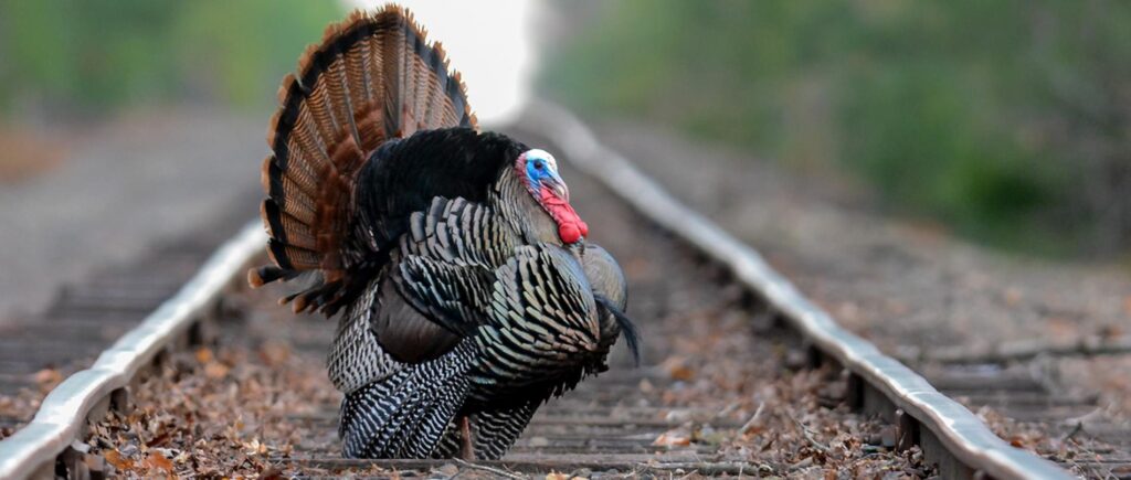 Wild Turkey