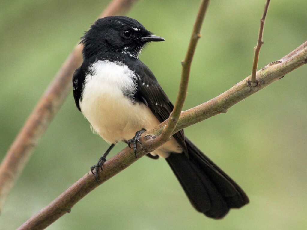 Willie-wagtail
