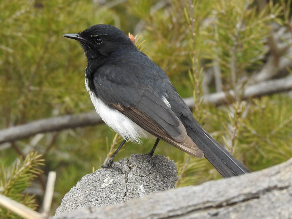 Willie-wagtail