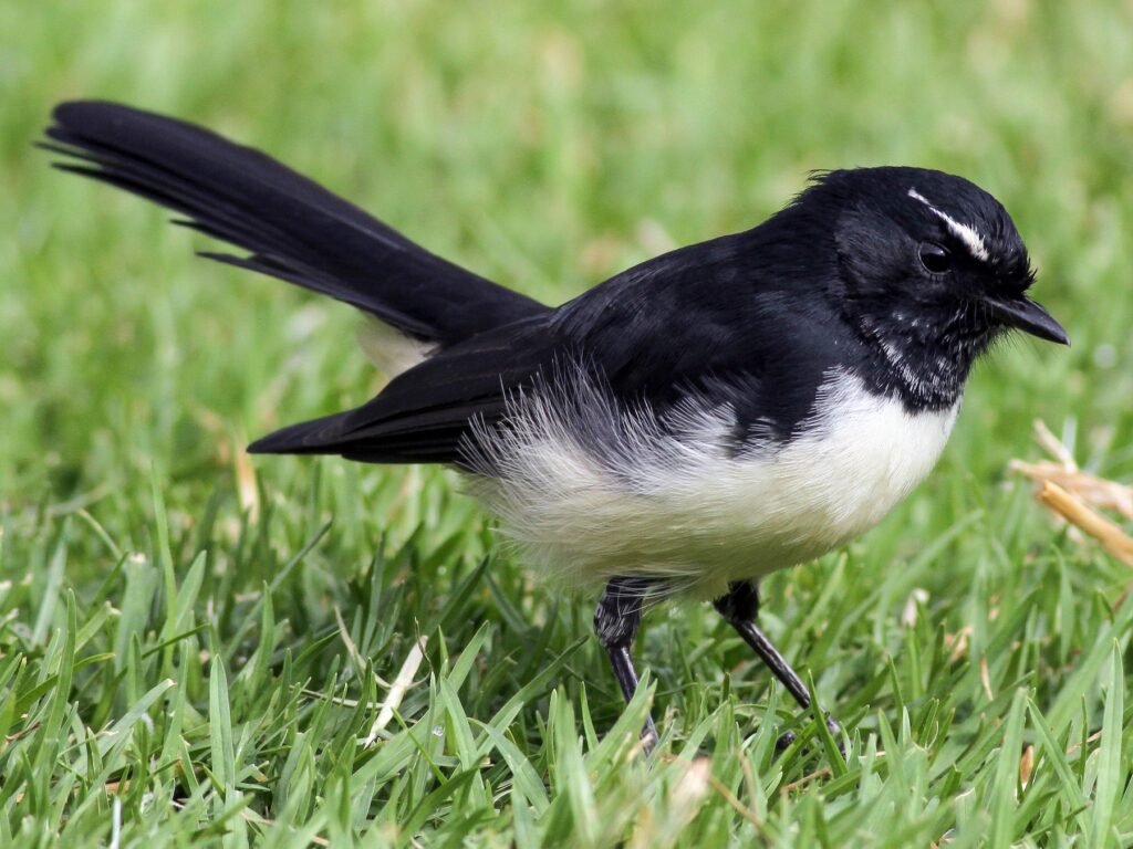 Willie-wagtail