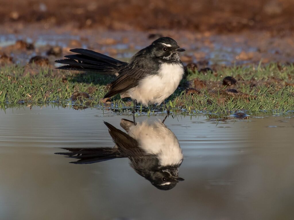 Willie-wagtail