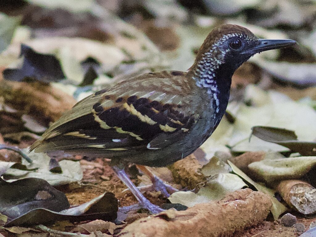 Wing-banded Antbird
