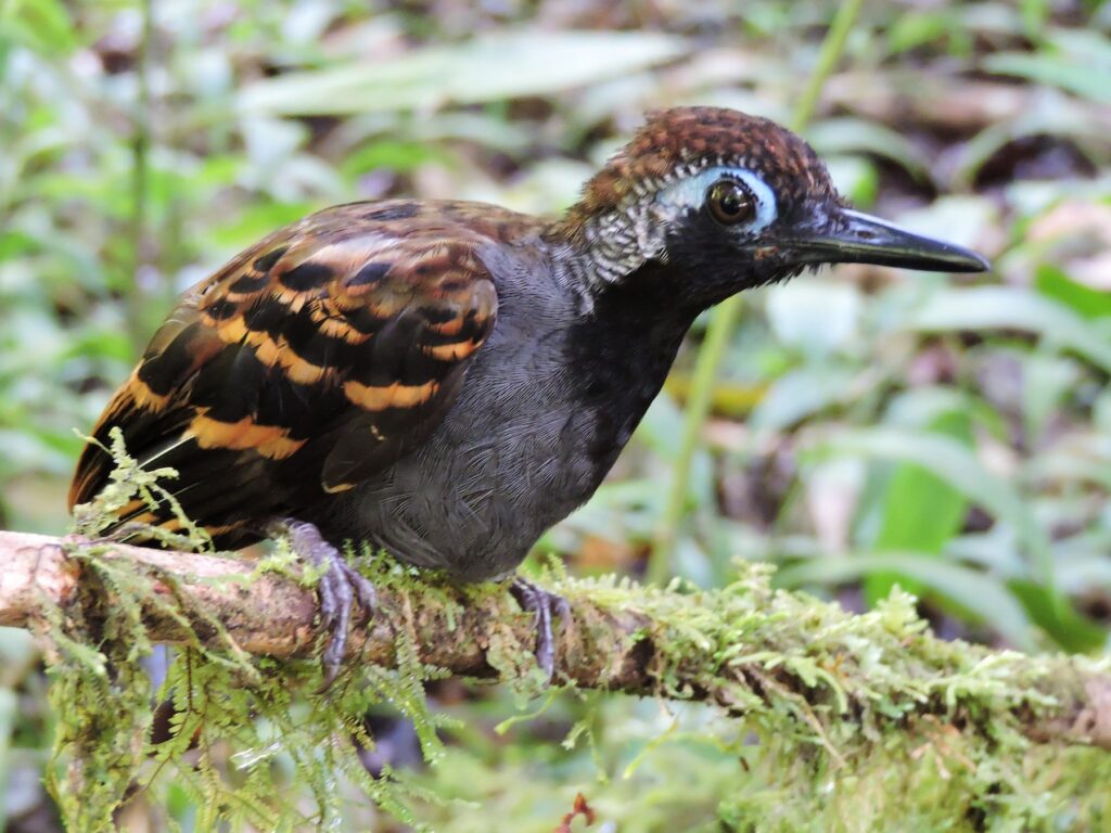 Wing-banded Antbird