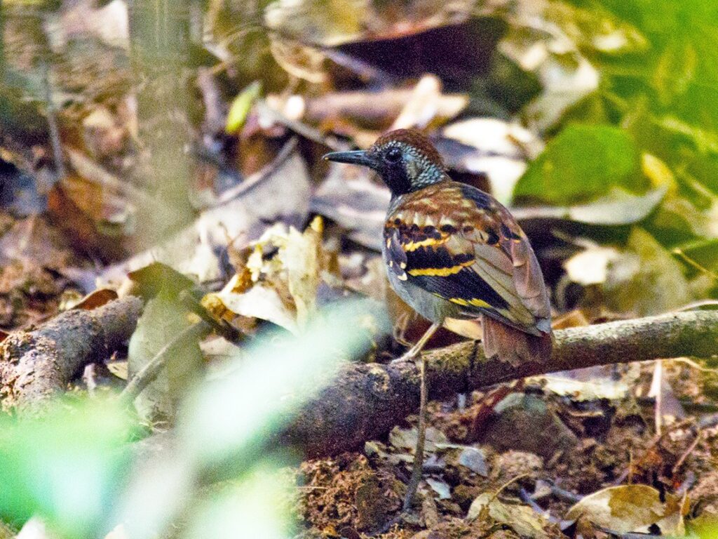 Wing-banded Antbird