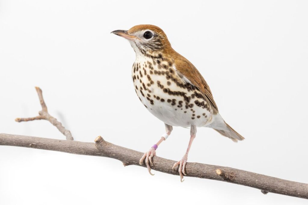 Wood Thrush