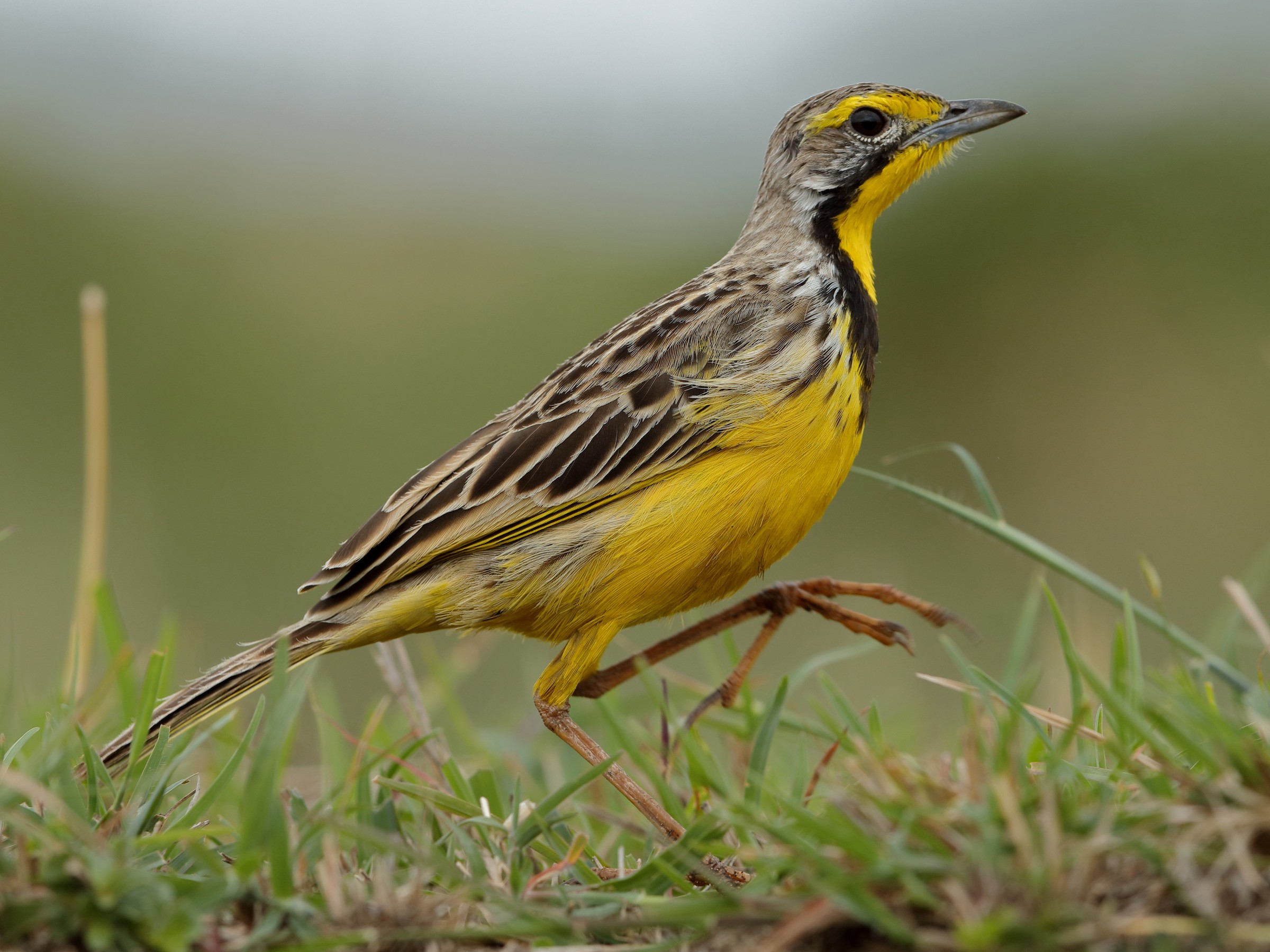 Yellow-Throated Longclaw