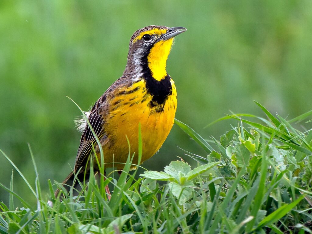 Yellow-Throated Longclaw
