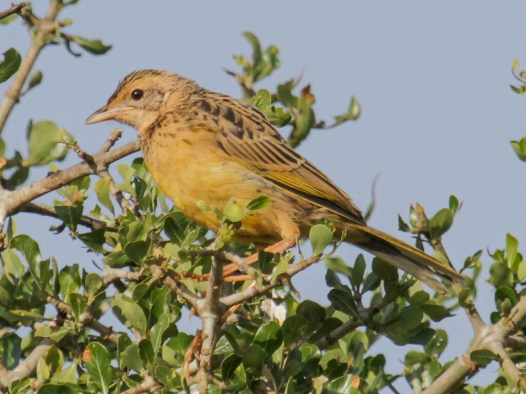 Yellow-Throated Longclaw