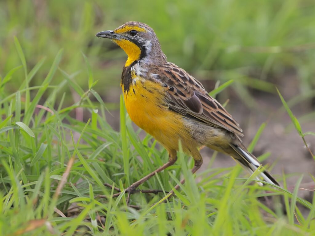Yellow-Throated Longclaw