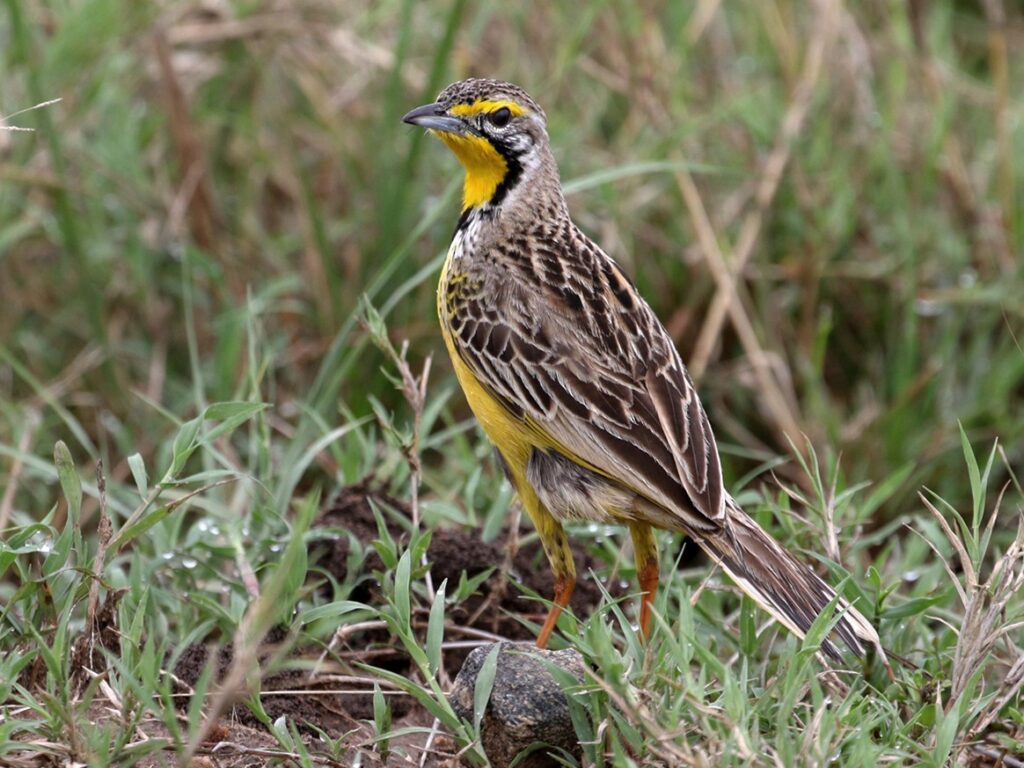Yellow-Throated Longclaw