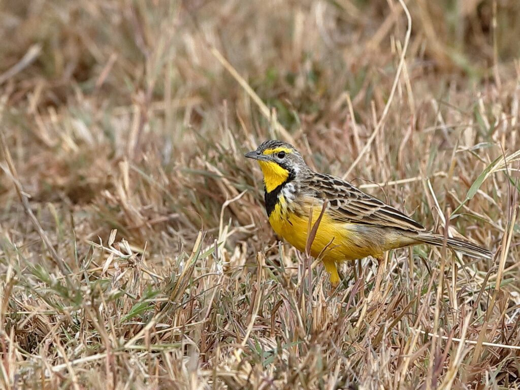 Yellow-Throated Longclaw