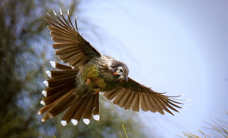 Yellow Wattlebird