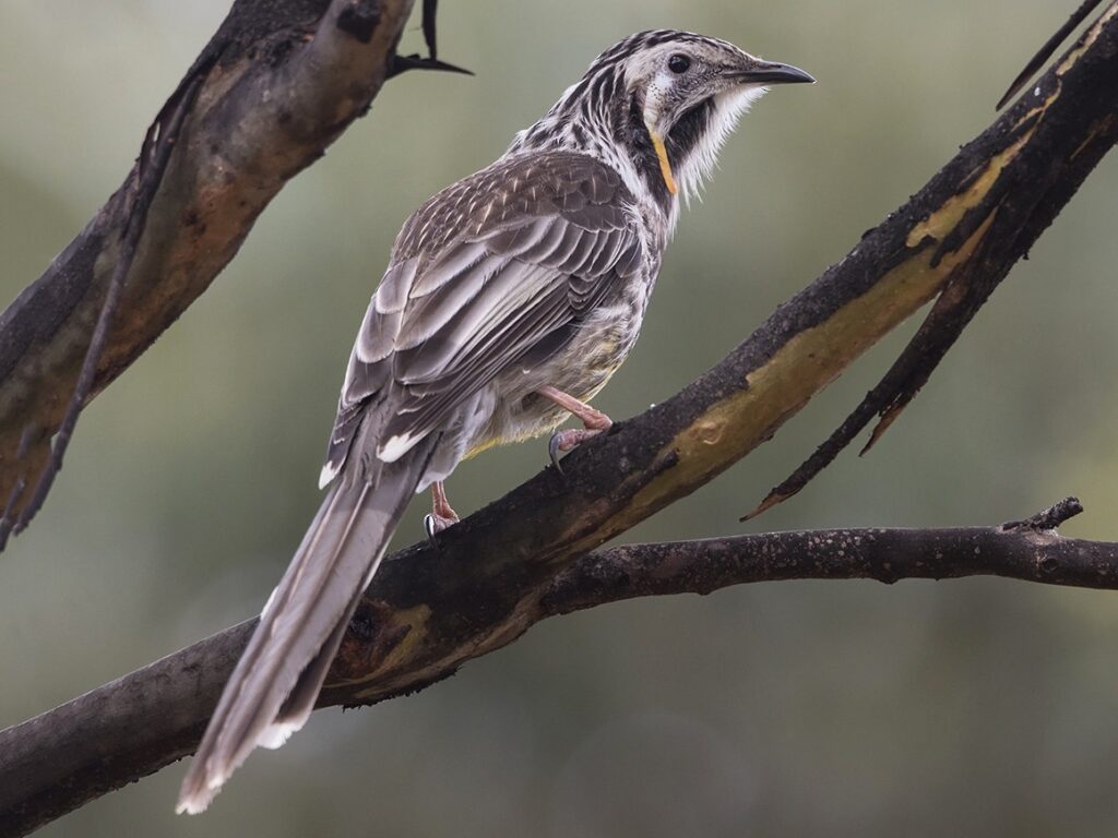 Yellow Wattlebird