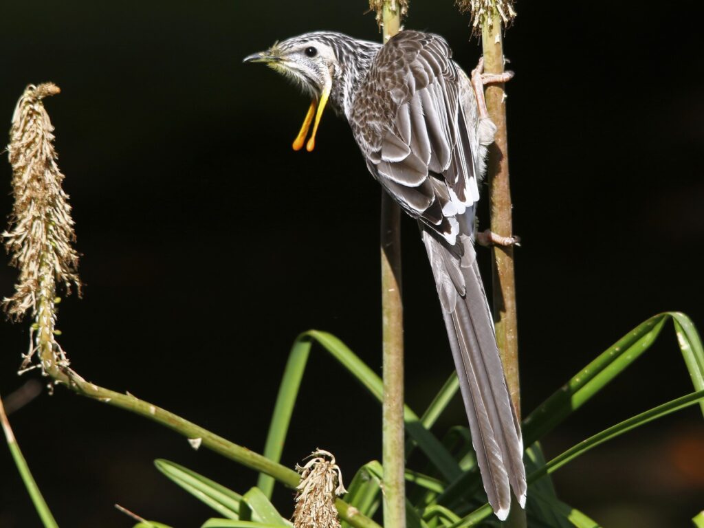 Yellow Wattlebird