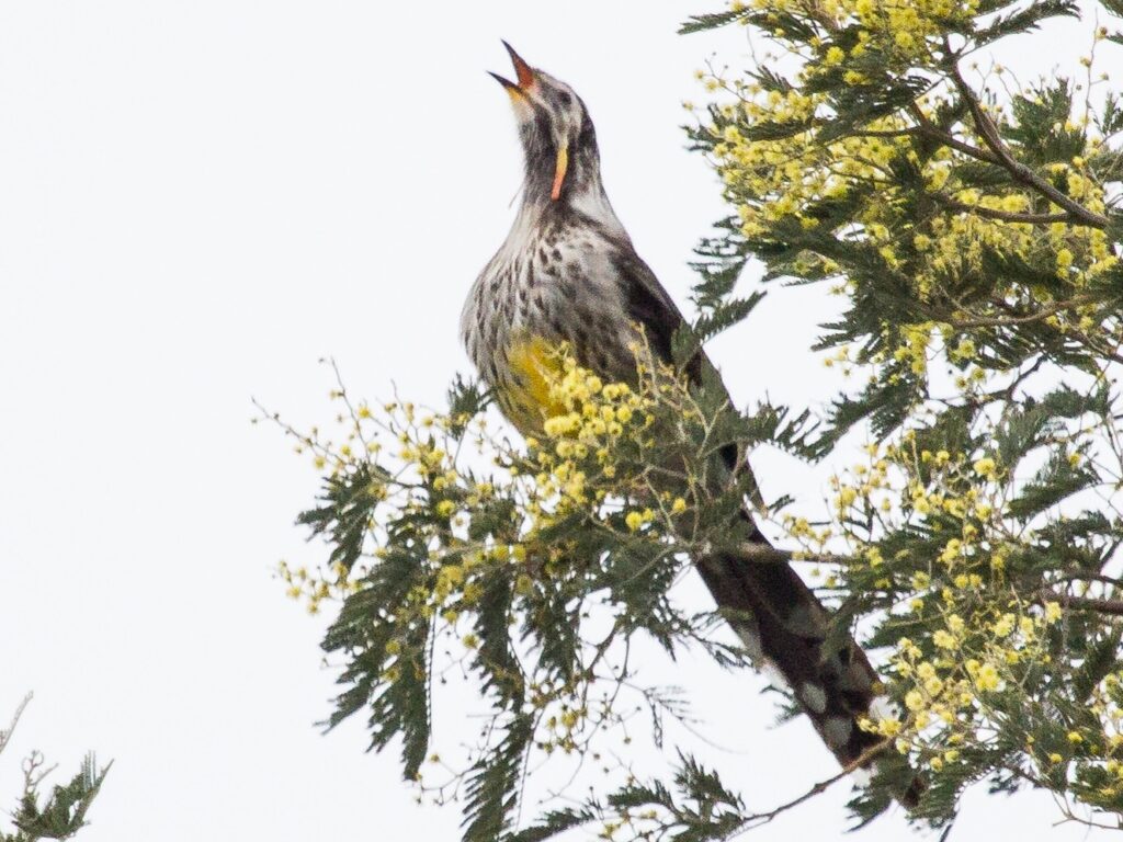 Yellow Wattlebird