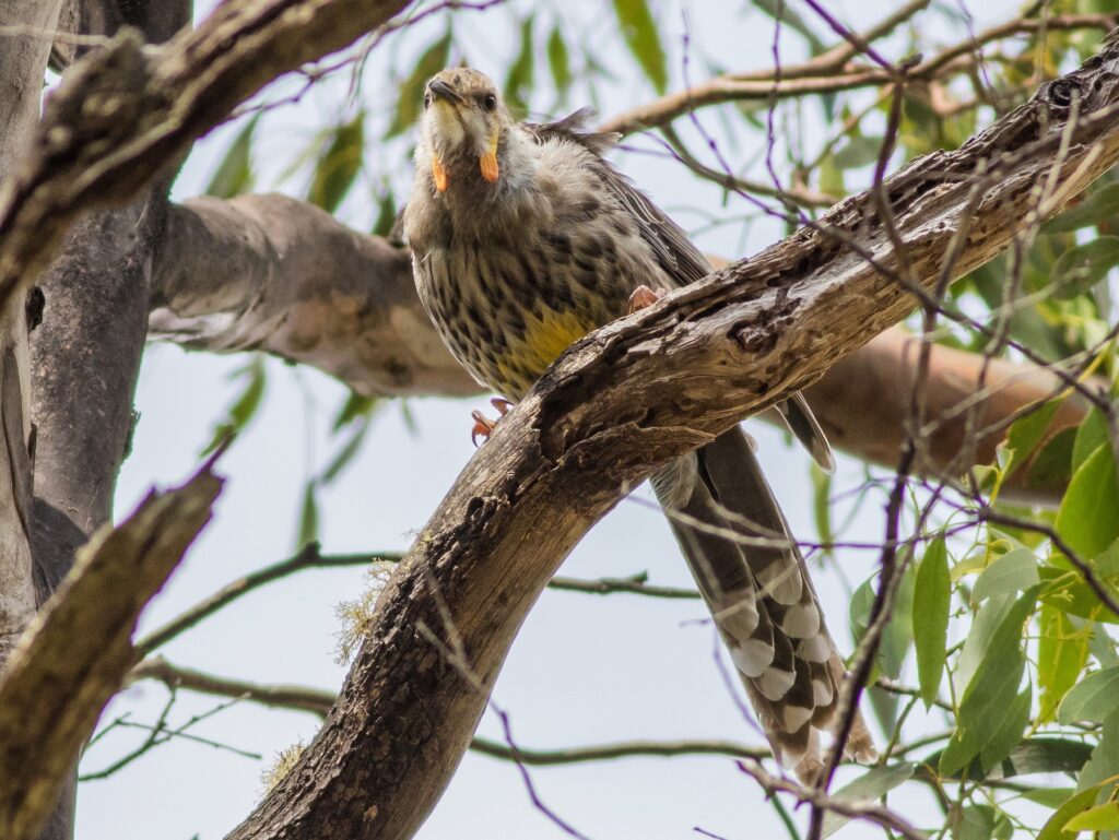 Yellow Wattlebird