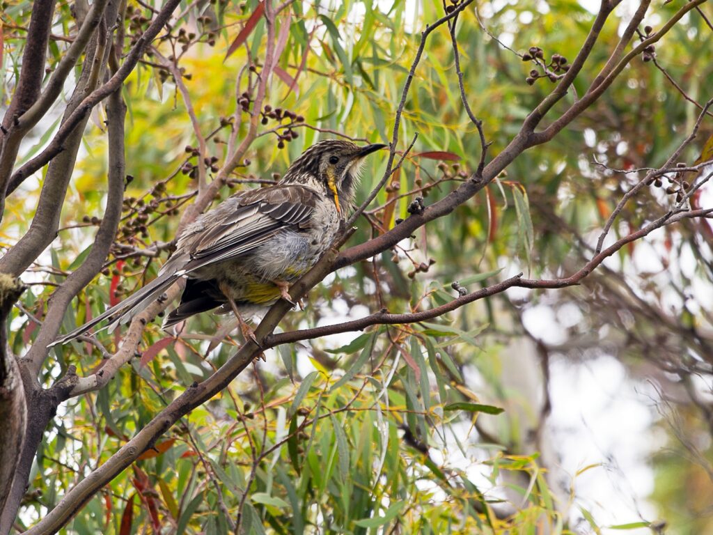 Yellow Wattlebird